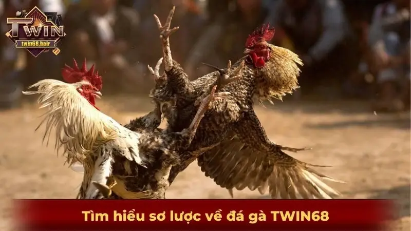 Đá gà TWIN68 - Trải nghiệm đá gà đẳng cấp nhất thế kỷ thứ 21 2 Tìm hiểu sơ lược về đá gà TWIN68