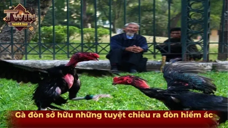 Gà đòn sở hữu những tuyệt chiêu ra đòn hiểm ác